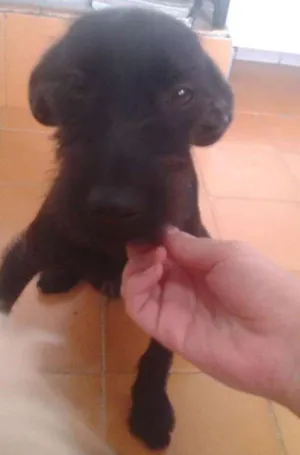 Cachorro raça Barbuda idade 7 a 11 meses nome Neguinha e nina