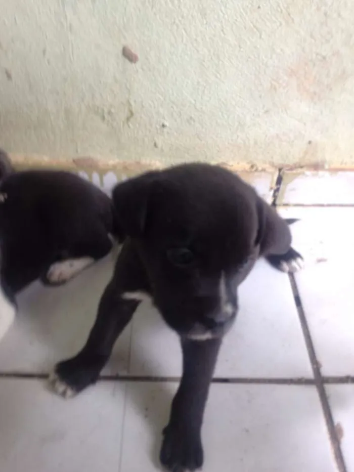 Cachorro ra a Raça não definida idade Abaixo de 2 meses nome filhotes