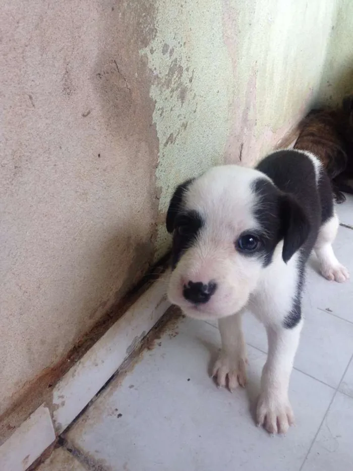 Cachorro ra a Raça não definida idade Abaixo de 2 meses nome filhotes