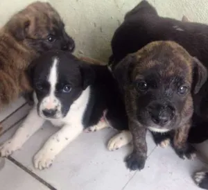 Cachorro raça Raça não definida idade Abaixo de 2 meses nome filhotes