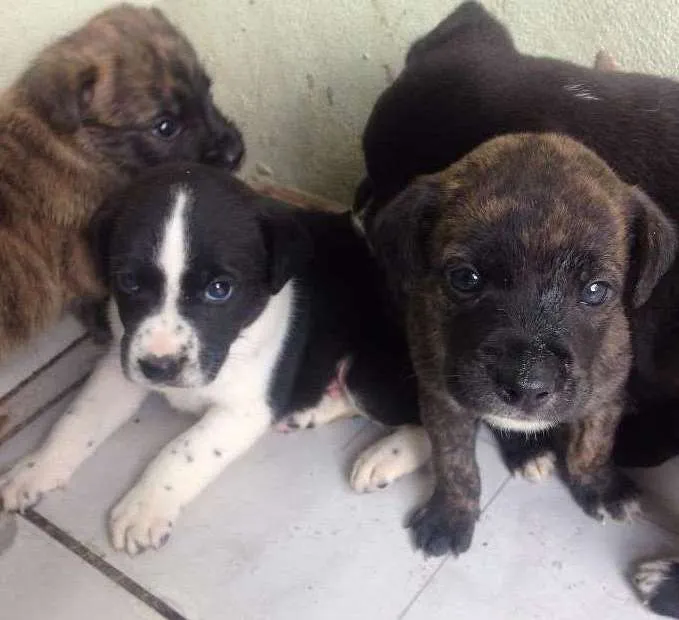 Cachorro ra a Raça não definida idade Abaixo de 2 meses nome filhotes