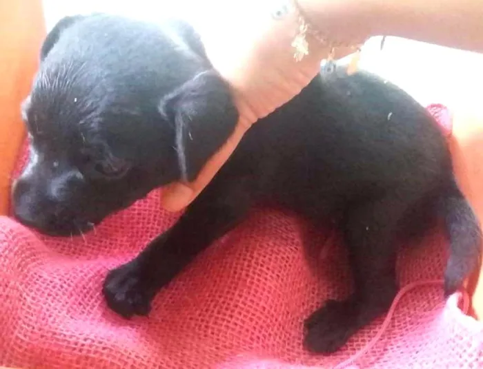 Cachorro ra a SRD idade Abaixo de 2 meses nome Sem nome