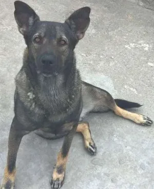 Cachorro raça viralata idade 1 ano nome laika