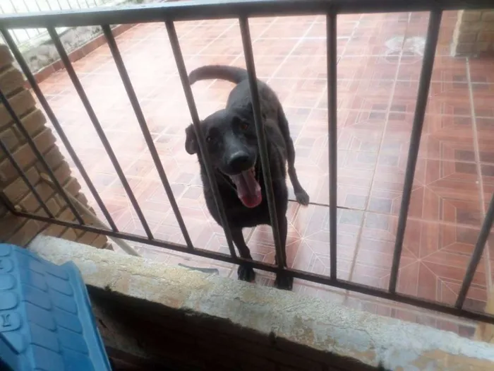 Cachorro ra a MIX LABRADOR idade 5 anos nome BAILEY