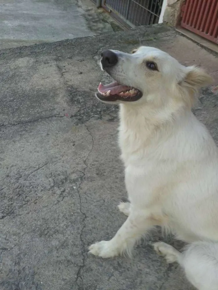 Cachorro ra a MIX PASTOR SUIÇO idade 3 anos nome MEL