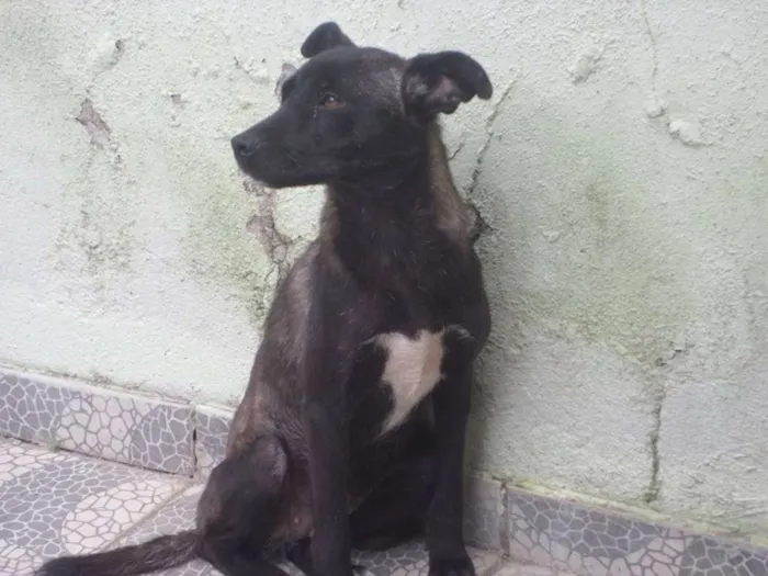 Cachorro ra a SDR idade 1 ano nome SERENA