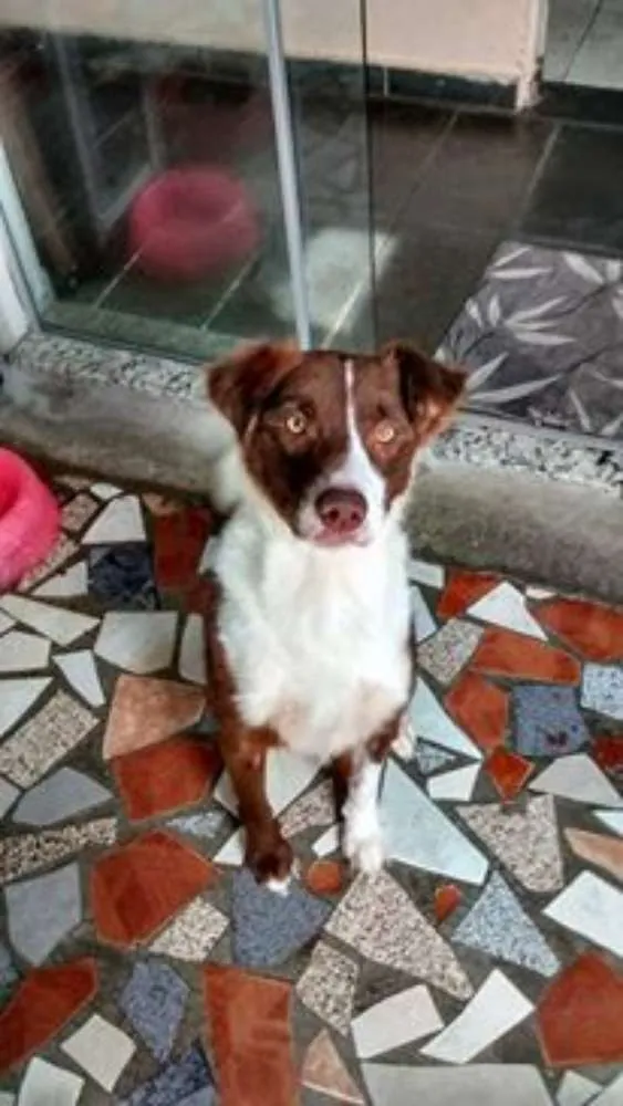 Cachorro ra a MIX BORDER COLLIE idade 3 anos nome CLOTILDE