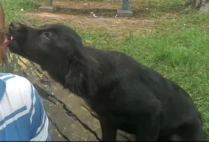 Cachorro raça Sem raça definida idade 2 anos nome Belinha