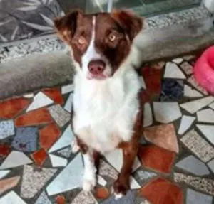 Cachorro raça MIX BORDER COLLIE idade 3 anos nome CLOTILDE
