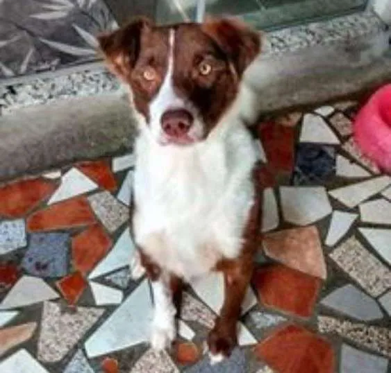 Cachorro ra a MIX BORDER COLLIE idade 3 anos nome CLOTILDE