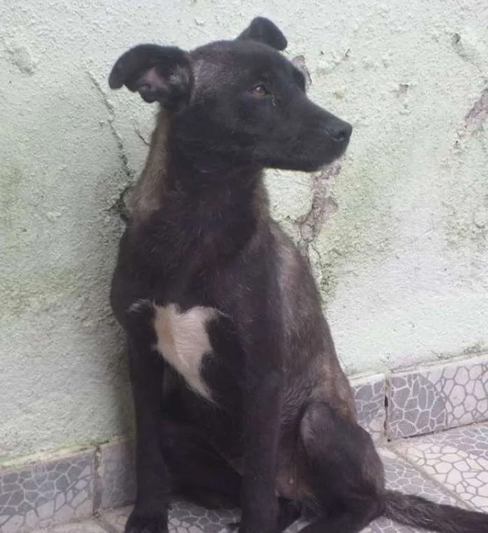 Cachorro ra a SDR idade 1 ano nome SERENA