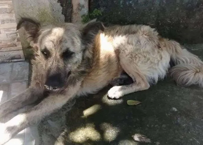 Cachorro ra a SDR idade 2 anos nome PIRI