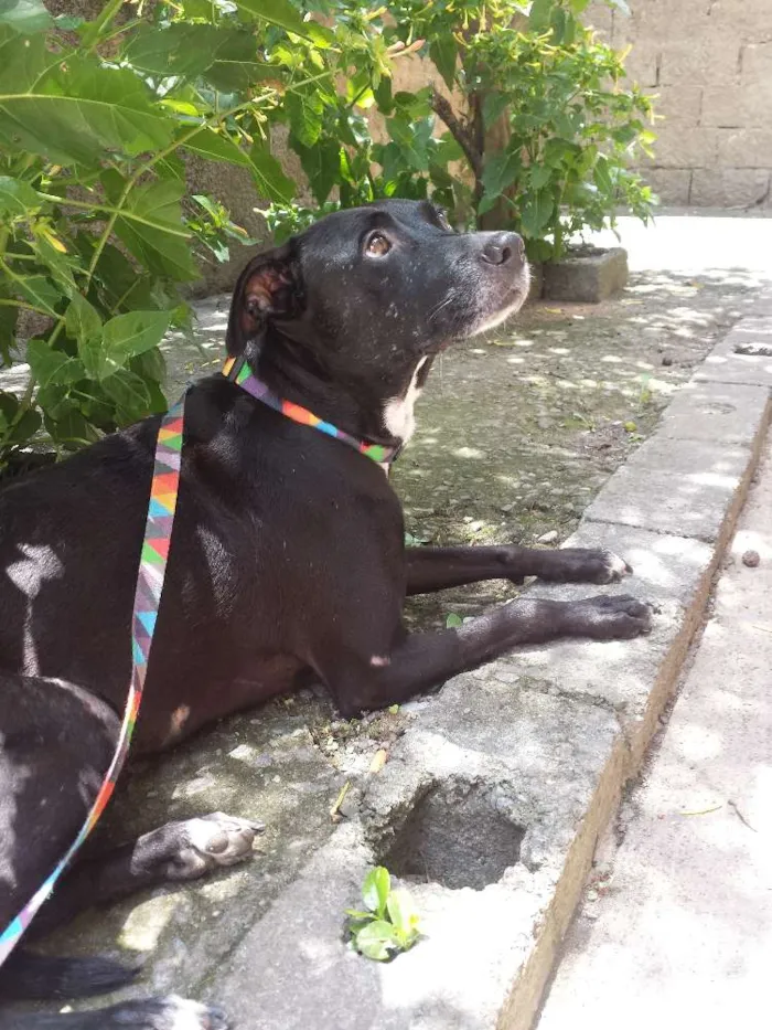 Cachorro raça SRD idade 3 anos nome Preta