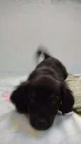 Cachorrinhos