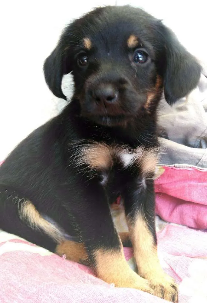 Cachorro ra a  idade 2 a 6 meses nome Cachorrinhos