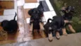Cachorrinhos