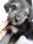 Cachorrinhos