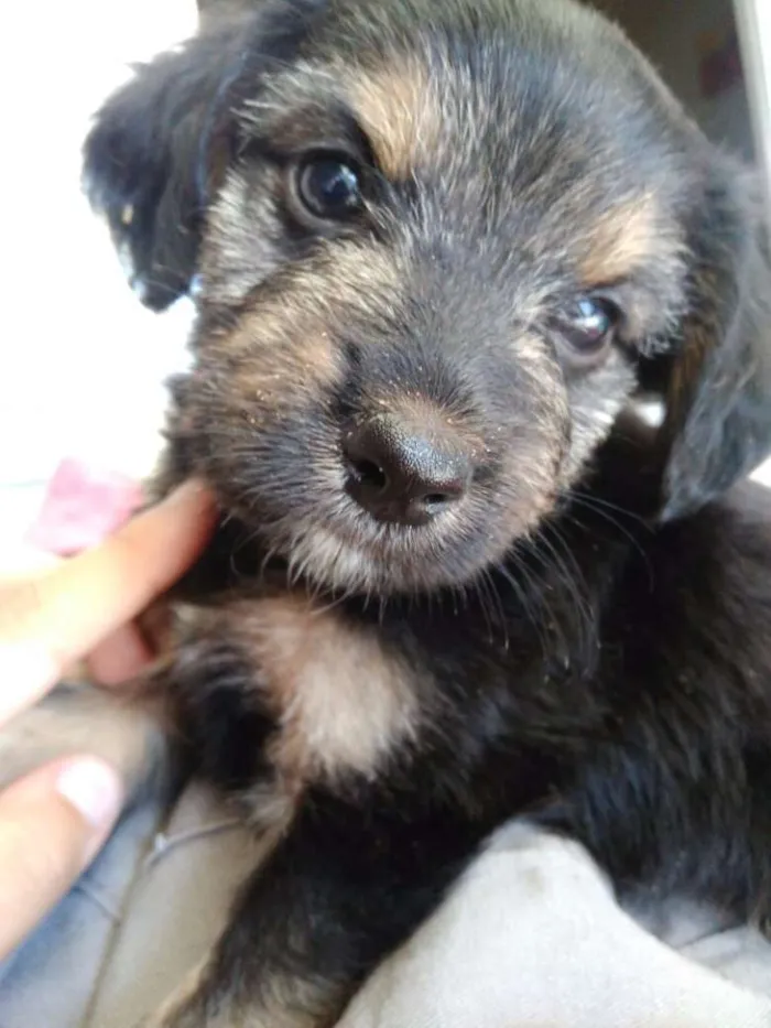 Cachorro ra a  idade 2 a 6 meses nome Cachorrinhos