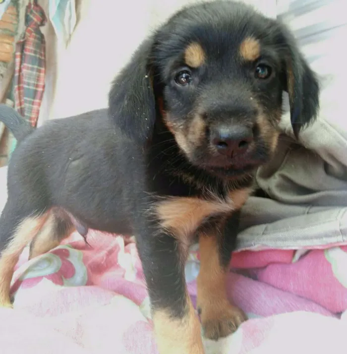 Cachorro ra a  idade 2 a 6 meses nome Cachorrinhos