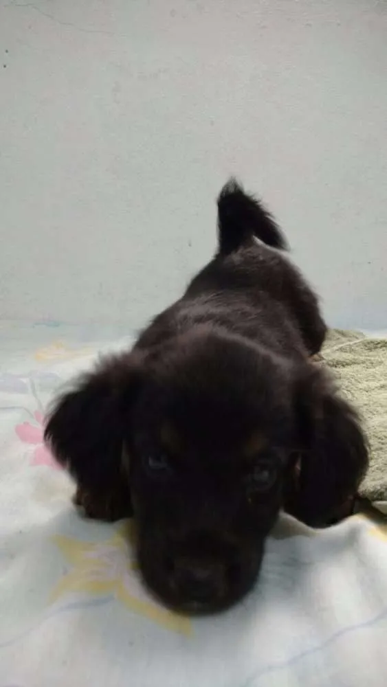 Cachorro ra a  idade 2 a 6 meses nome Cachorrinhos