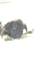 Cachorrinhos