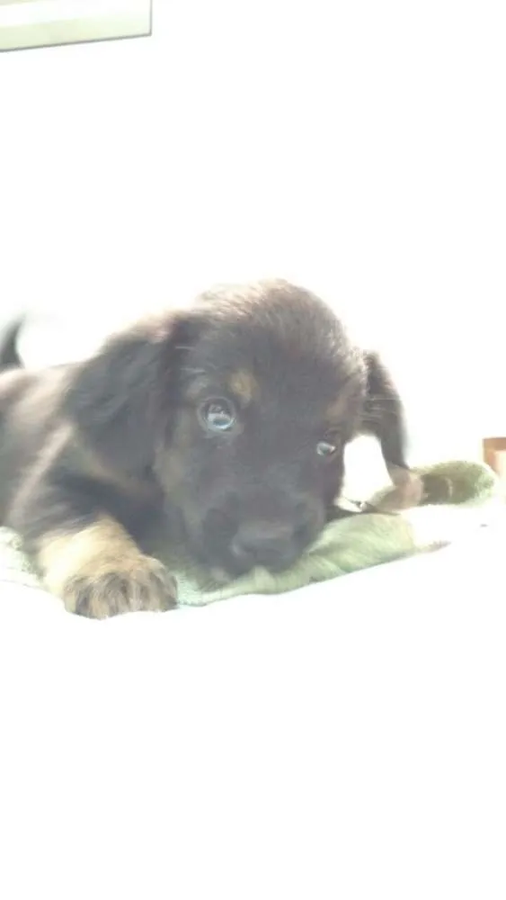 Cachorro ra a  idade 2 a 6 meses nome Cachorrinhos