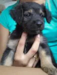 Cachorrinhos