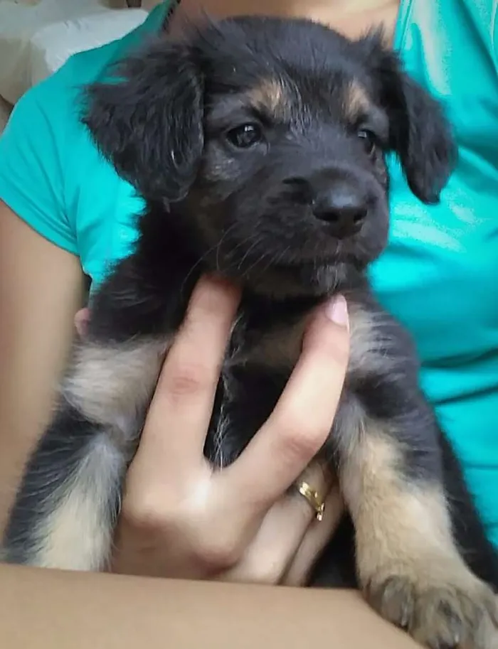 Cachorro ra a  idade 2 a 6 meses nome Cachorrinhos