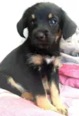 Cachorrinhos
