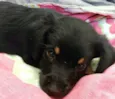 Cachorrinhos