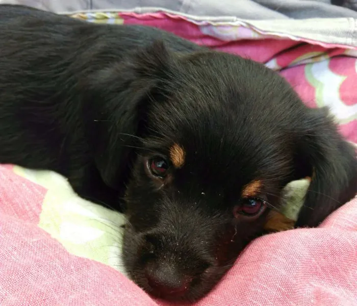 Cachorro ra a  idade 2 a 6 meses nome Cachorrinhos