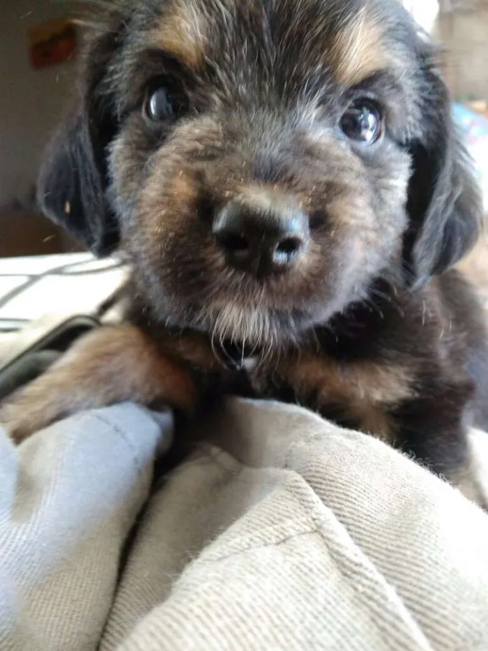 Cachorro ra a  idade 2 a 6 meses nome Cachorrinhos