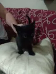 Pretinha