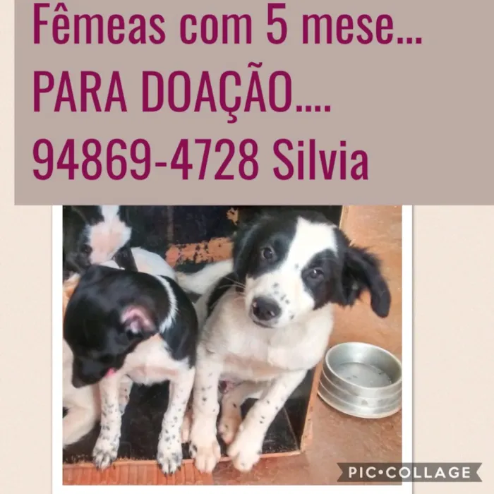Cachorro ra a Srd idade 2 a 6 meses nome Sem nome