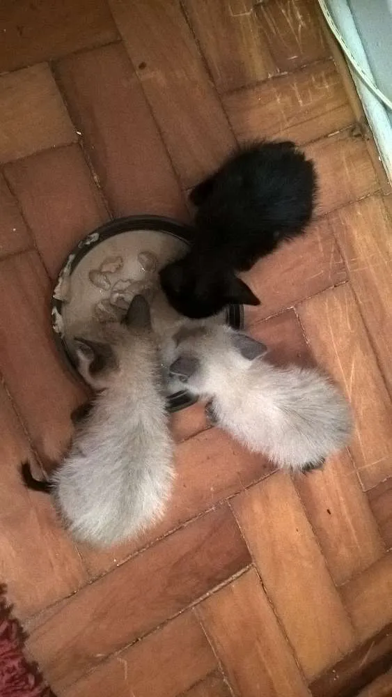 Gato ra a srd e siamês  idade Abaixo de 2 meses nome feijucatorresmofarof