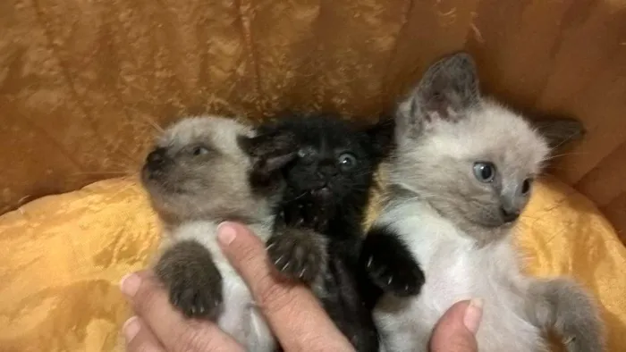Gato ra a srd e siamês  idade Abaixo de 2 meses nome feijucatorresmofarof