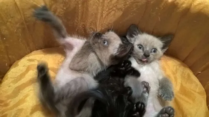 Gato ra a srd e siamês  idade Abaixo de 2 meses nome feijucatorresmofarof
