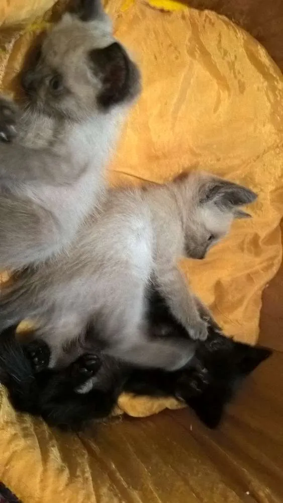 Gato ra a srd e siamês  idade Abaixo de 2 meses nome feijucatorresmofarof