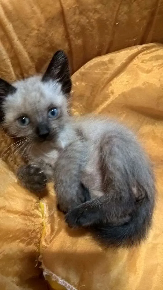 Gato ra a srd e siamês  idade Abaixo de 2 meses nome feijucatorresmofarof
