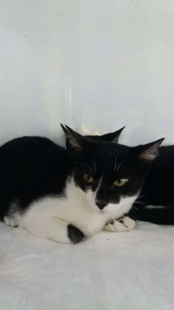 Gato ra a srd idade 2 a 6 meses nome gatinhos filhotes 