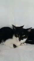 gatinhos filhotes