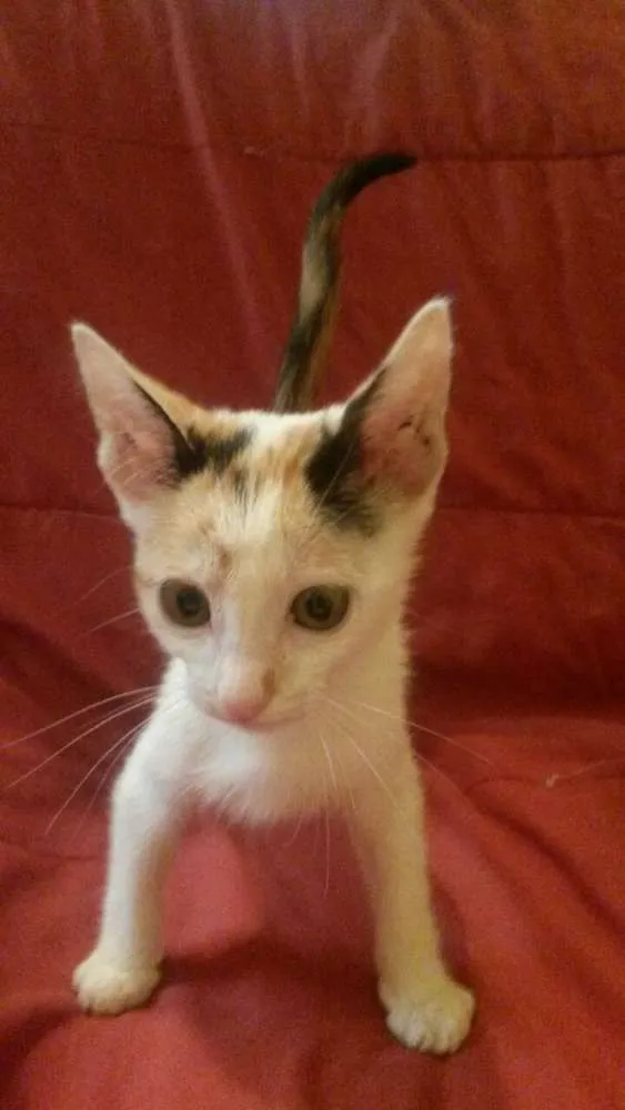Gato ra a srd idade 2 a 6 meses nome gatinhos filhotes 