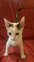 gatinhos filhotes