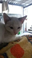 gatinhos filhotes