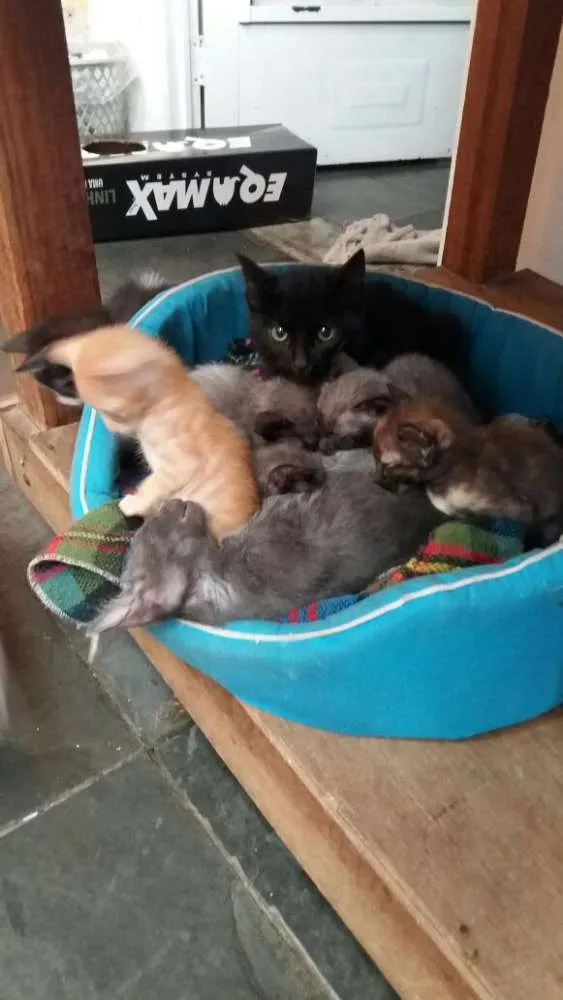 Gato ra a srd idade 2 a 6 meses nome gatinhos filhotes 