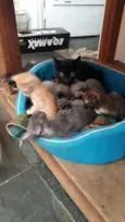 gatinhos filhotes