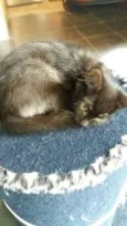 gatinhos filhotes