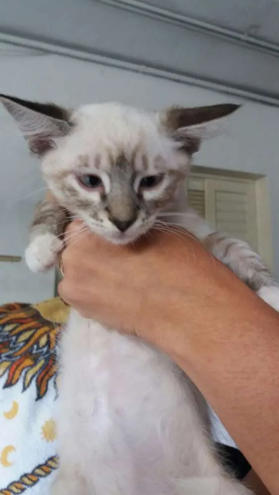 Gato ra a srd idade 2 a 6 meses nome gatinhos filhotes 