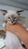 gatinhos filhotes