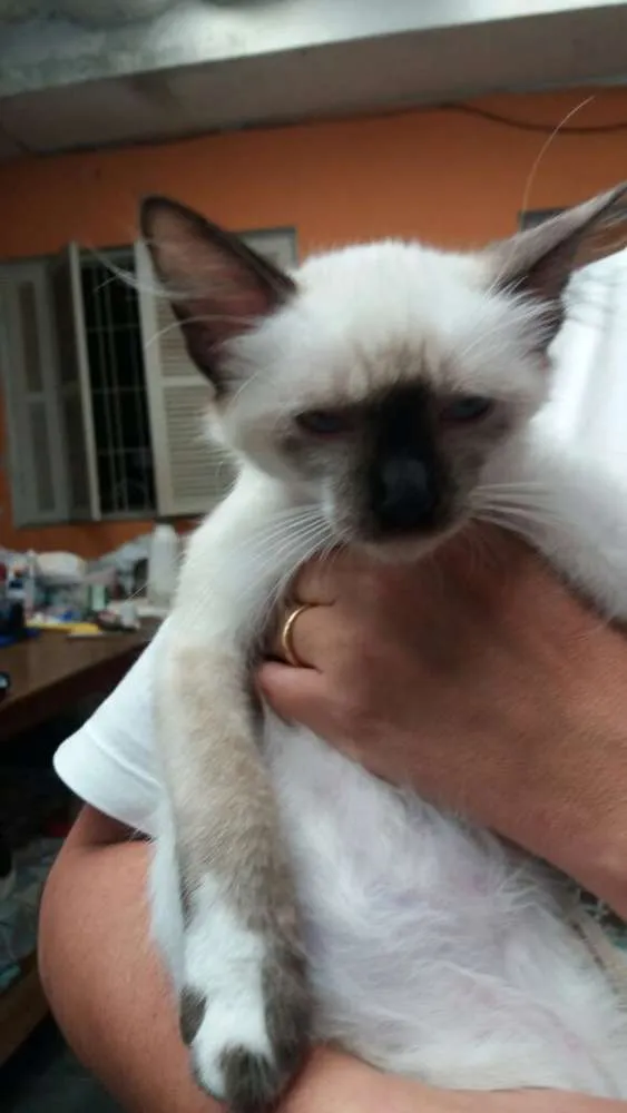 Gato ra a srd idade 2 a 6 meses nome gatinhos filhotes 